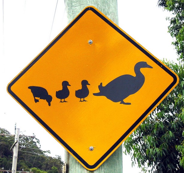Caution: Duck Poop Ahead!